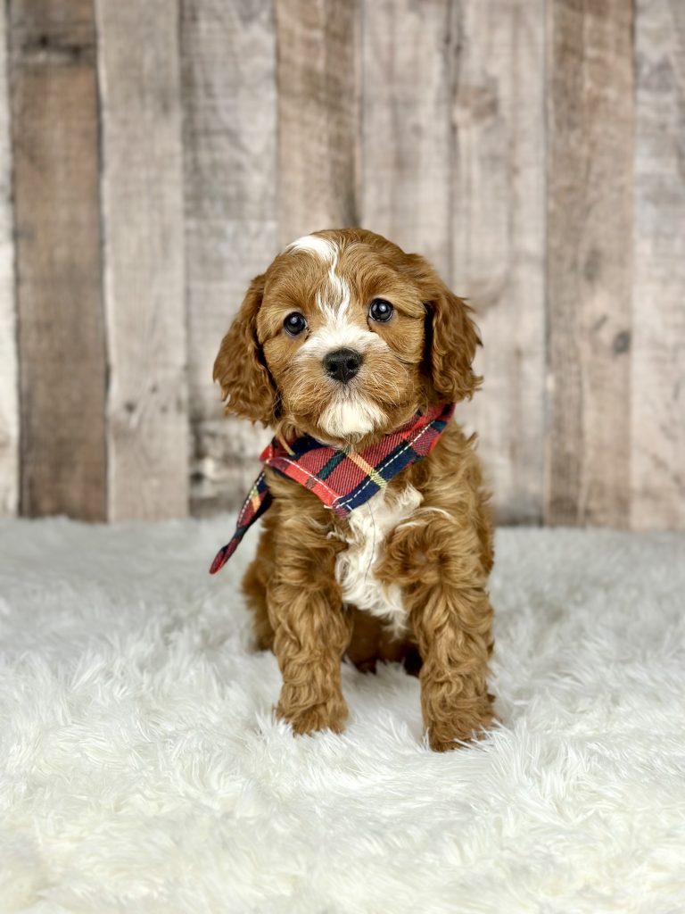 Boy Dusty – Cavapoo