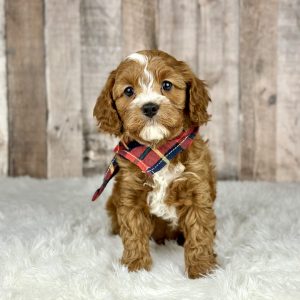 Boundless Horizon Puppies Cavapoo puppy 49402