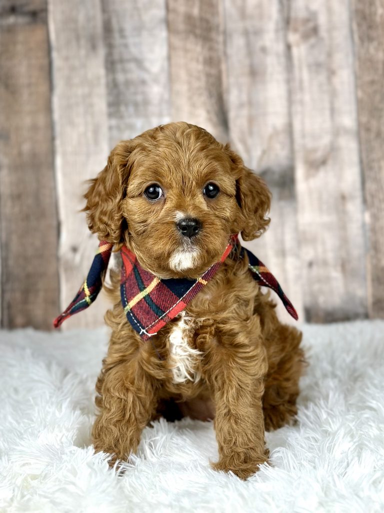Girl Dottie – Cavapoo