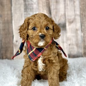 Cavapoo puppy 4938-1 ready to go home