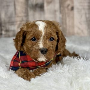Cavapoo puppy 4934-1 ready to go home