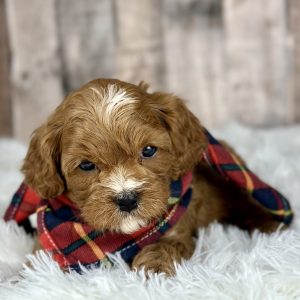Cavapoo puppy 4936-1 ready to go home