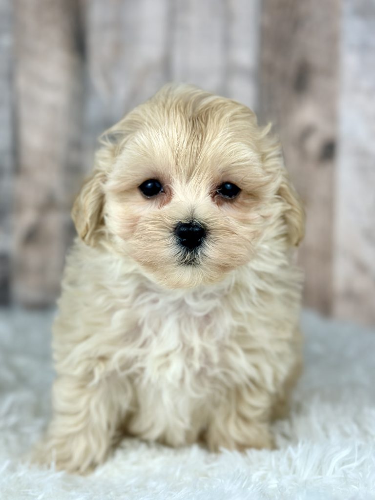 Girl Callie – Maltipoo