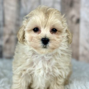 Girl Callie Alfie maltipoo puppy 0009-4