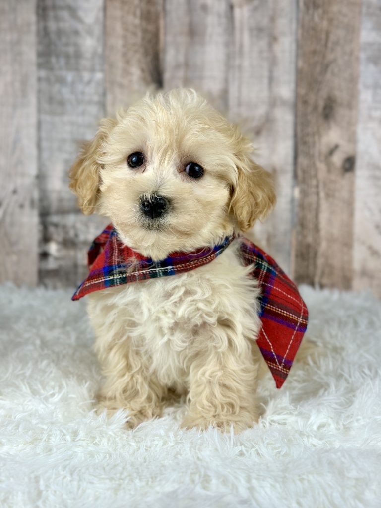 Boy Ace – Maltipoo