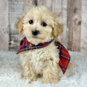 boy maltipoo ace 0004-4