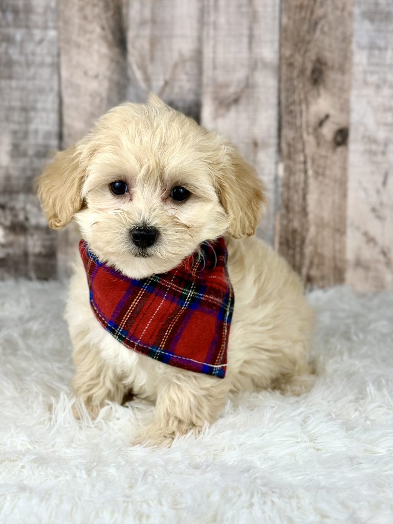 Girl Abby – Maltipoo