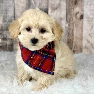 Girl abby maltipoo 0006-4