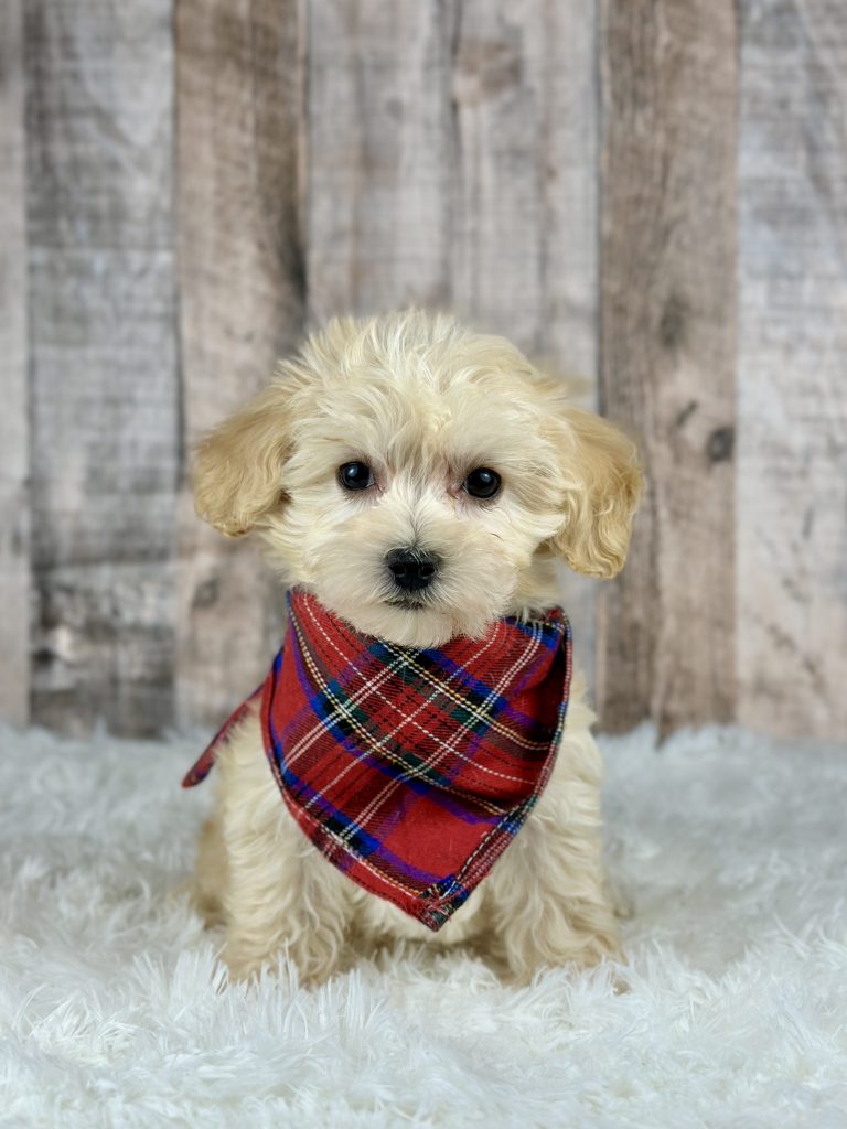Girl Annie – Maltipoo