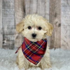 Girl maltipoo ace 0005-4