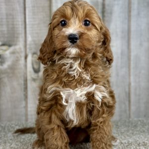 Girl Gabby - Cavapoo