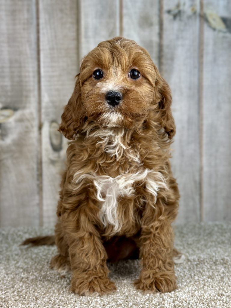 Girl Gabby – Cavapoo
