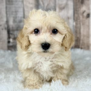 Boy Ace - Maltipoo