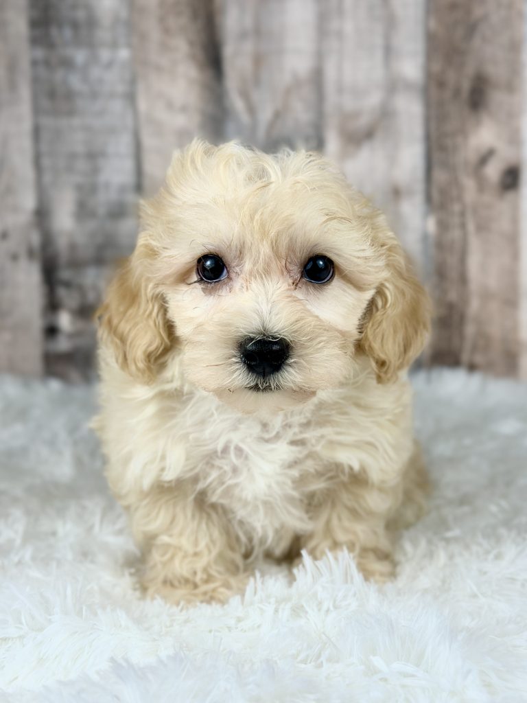 Boy Ace – Maltipoo