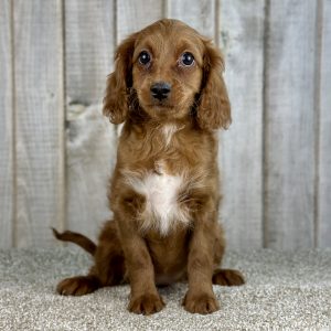 Girl Dakota - Cavapoo