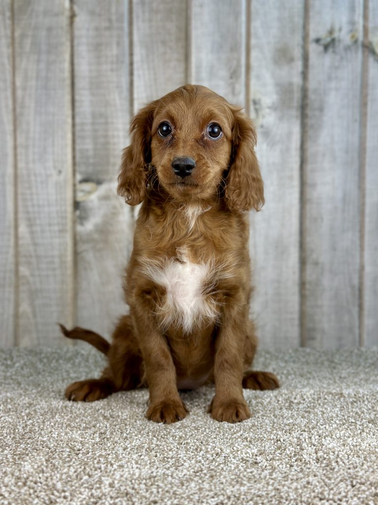 Girl Dakota – Cavapoo