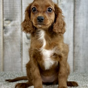 Girl Dolly - Cavapoo
