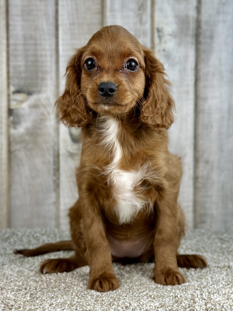 Girl Dolly – Cavapoo
