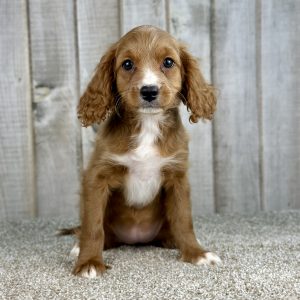 Girl Ginger - Cavapoo