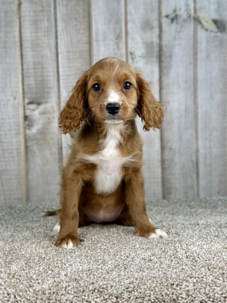 Girl Ginger – Cavapoo