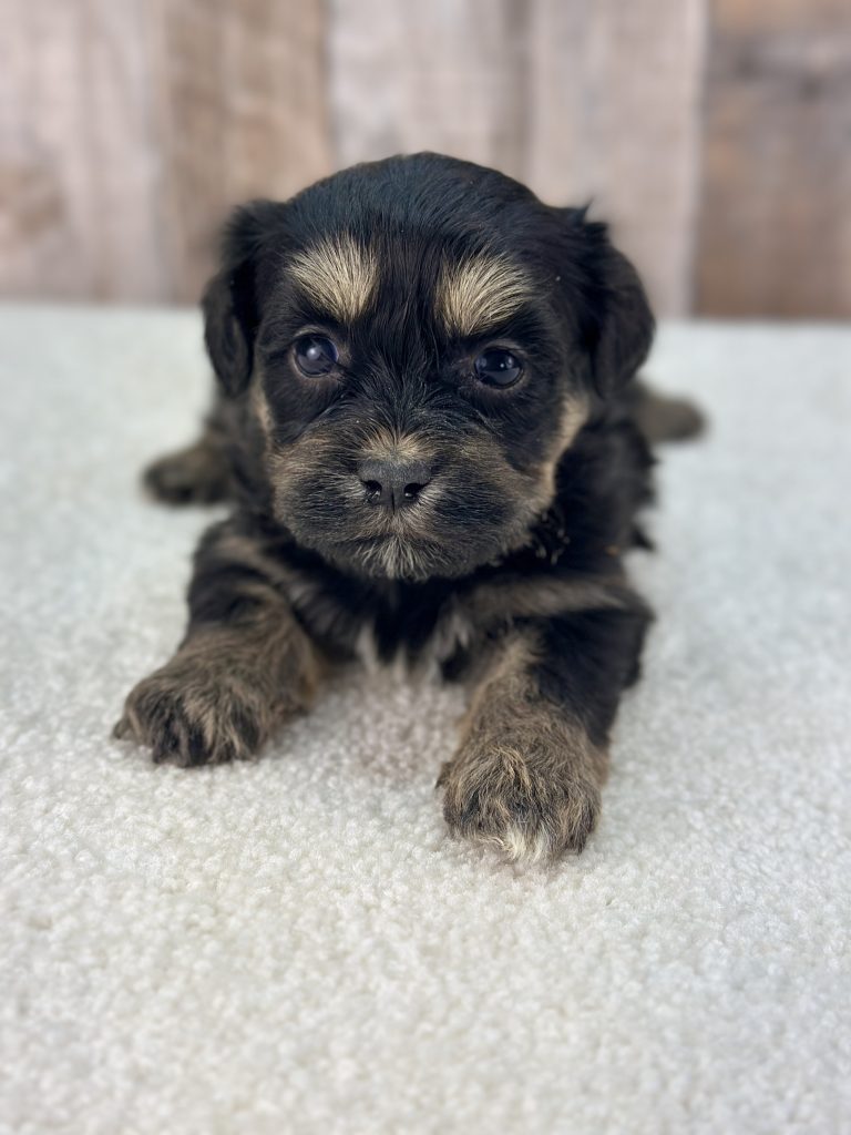 Girl Tilly – Teddy Bear