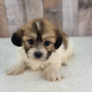 girl tori teddy bear puppy 89421