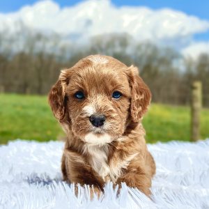 red and white cavapoo puppy for sale Allan 1