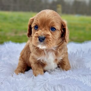 red and white cavapoo puppy for sale Alex 1
