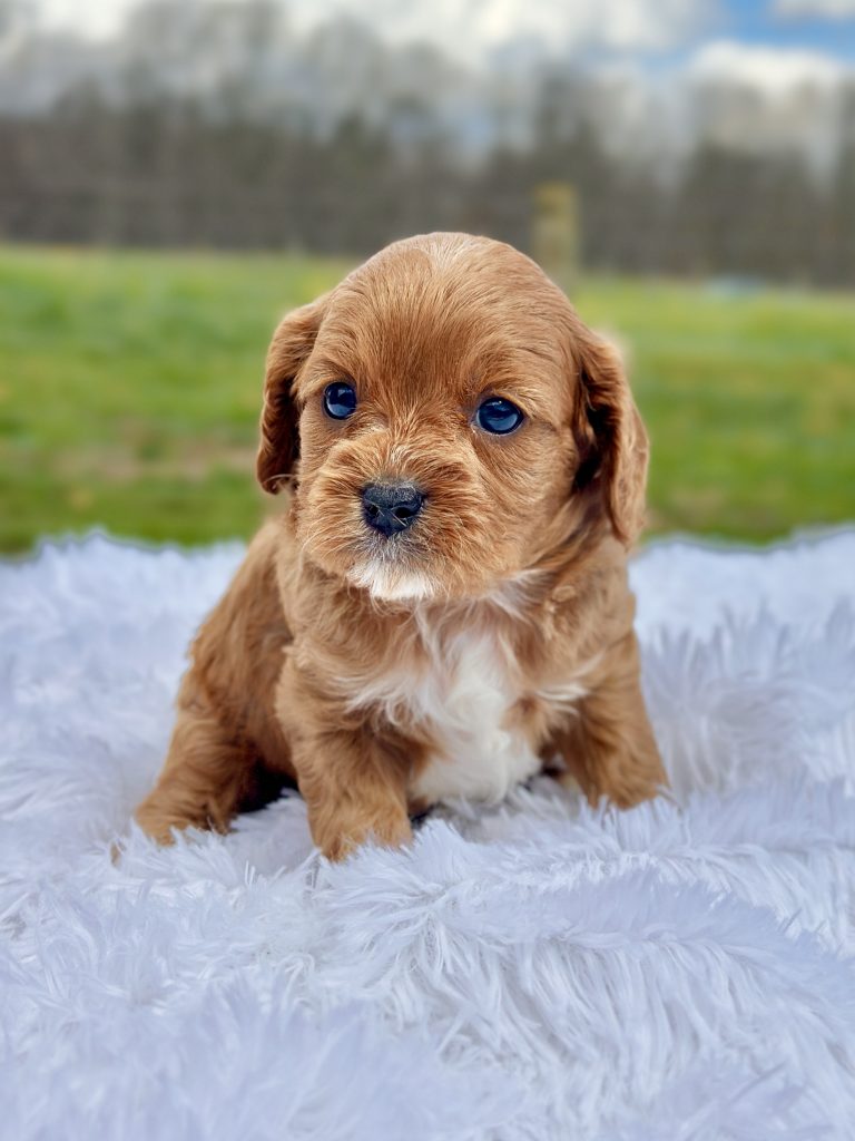 Boy Alex – Cavapoo