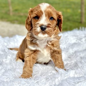 red and white cavapoo puppy for sale Asher 2
