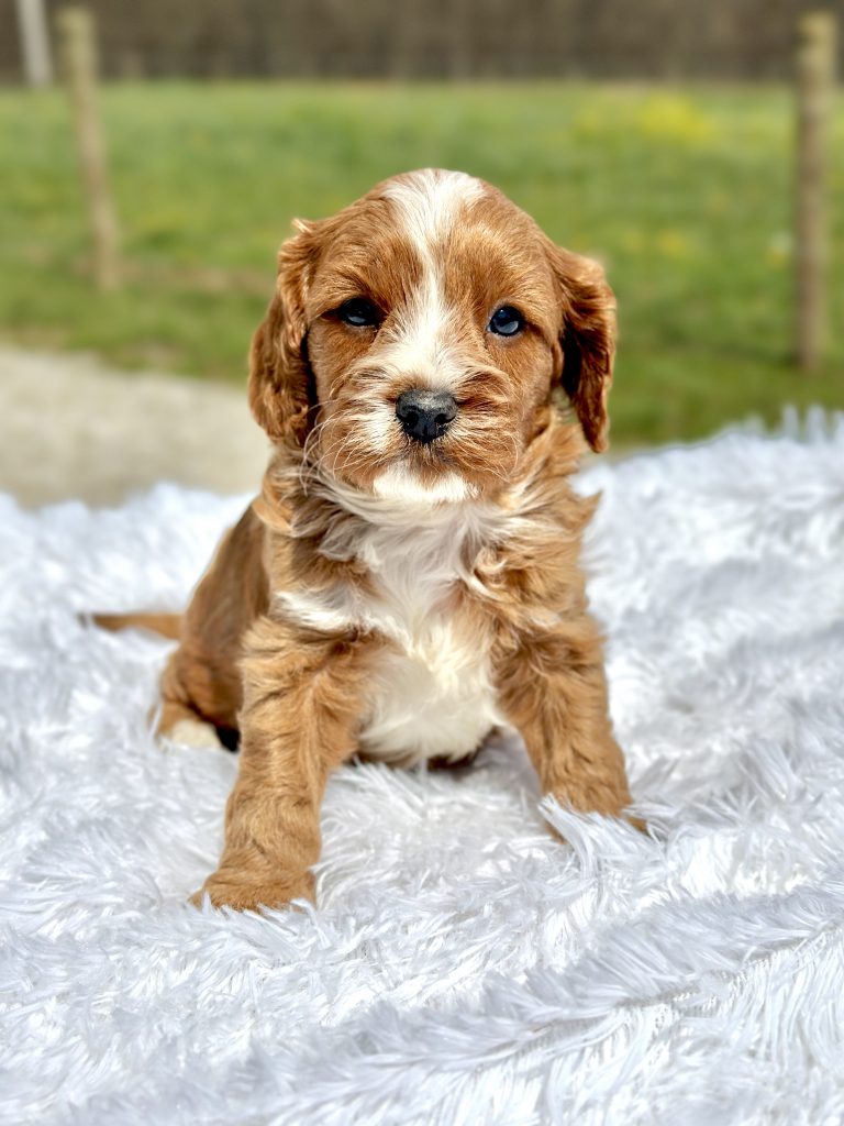 Boy Asher – Cavapoo