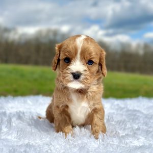 red and white cavapoo puppy for sale Aice 1