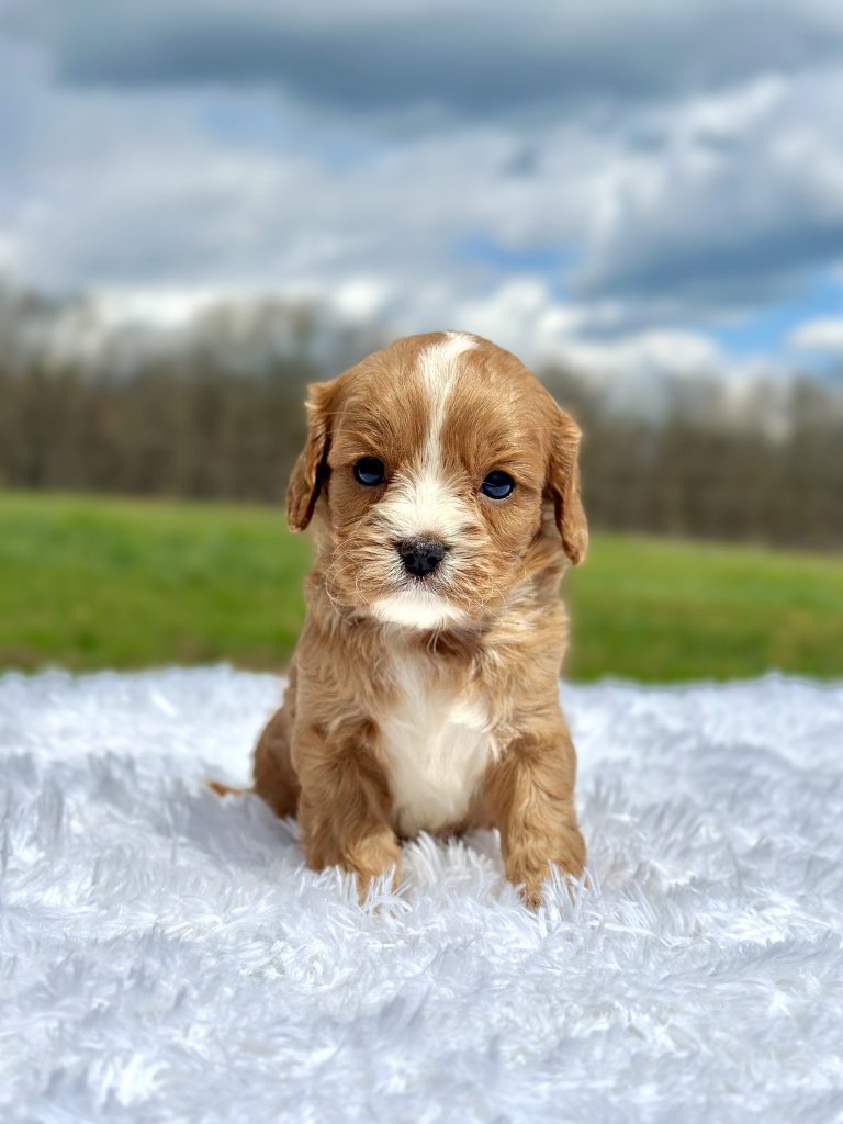 Girl Alice – Cavapoo