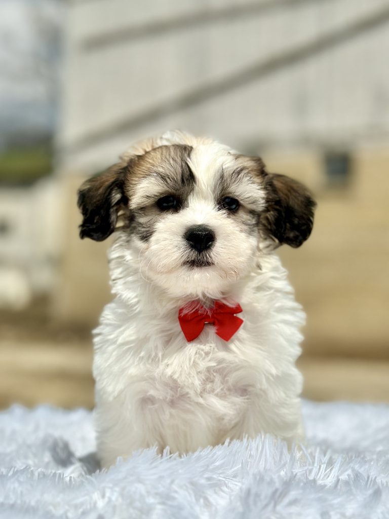Boy Titan – Teddy Bear
