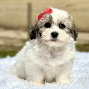 Girl Talia - Teddy Bear