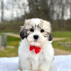 Boy Tucker - Teddy Bear