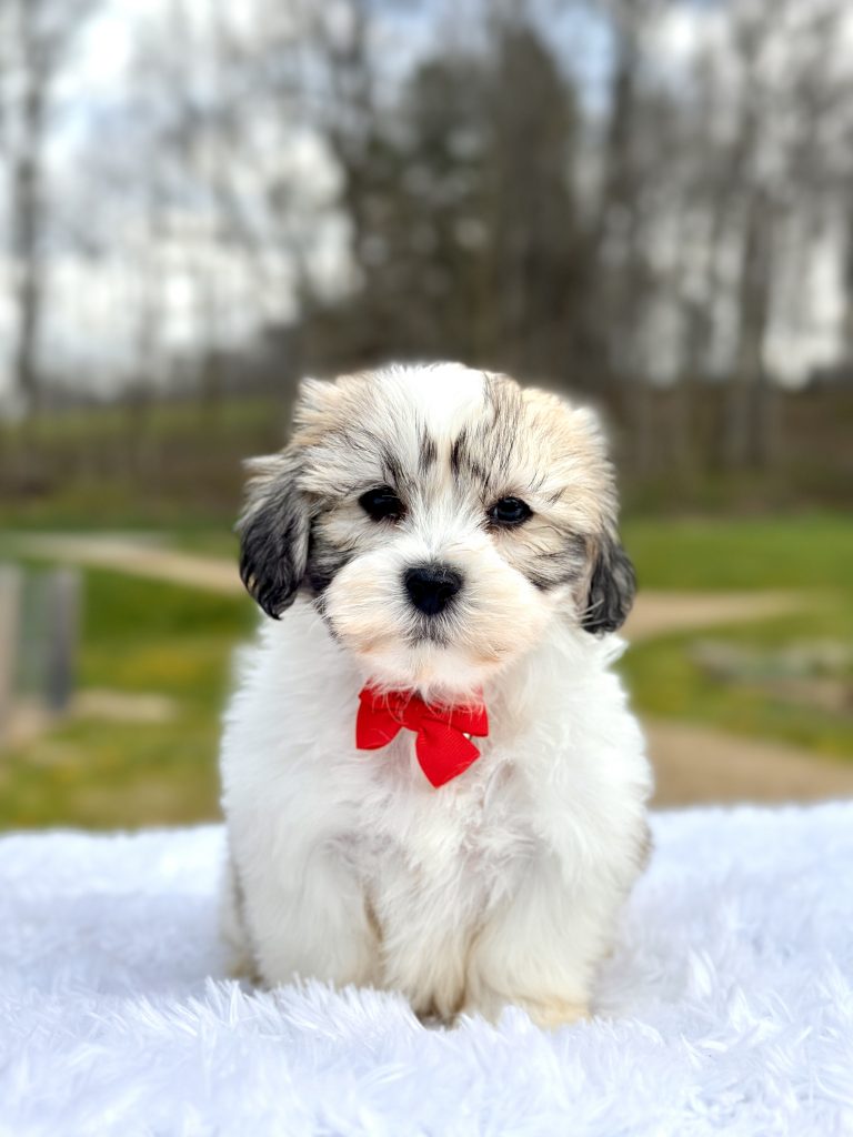 Boy Tucker – Teddy Bear
