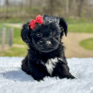 Girl Tara - Teddy Bear puppy for sale 89473
