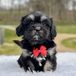 Boy Teddy - Teddy Bear
