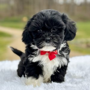 Boy Theo - Teddy Bear