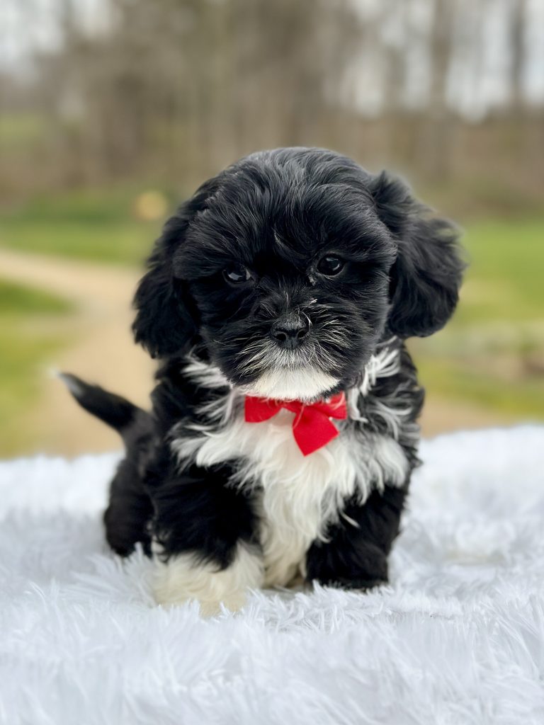 Boy Theo – Teddy Bear
