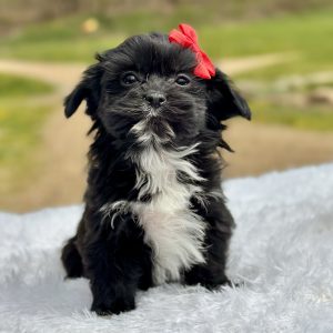 Girl Tara - Teddy Bear puppy for sale 89474