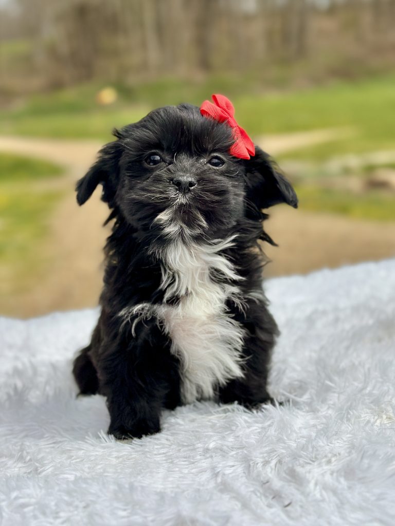 Girl Tara – Teddy Bear