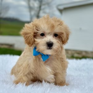 Boy Mason - Maltipoo