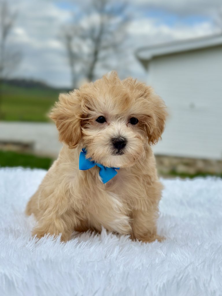 Boy Mason – Maltipoo