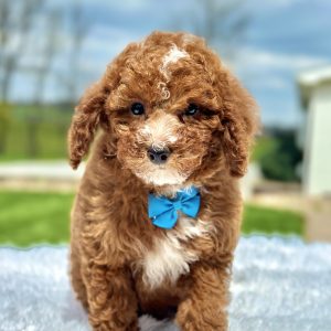 Boy Mav - Maltipoo