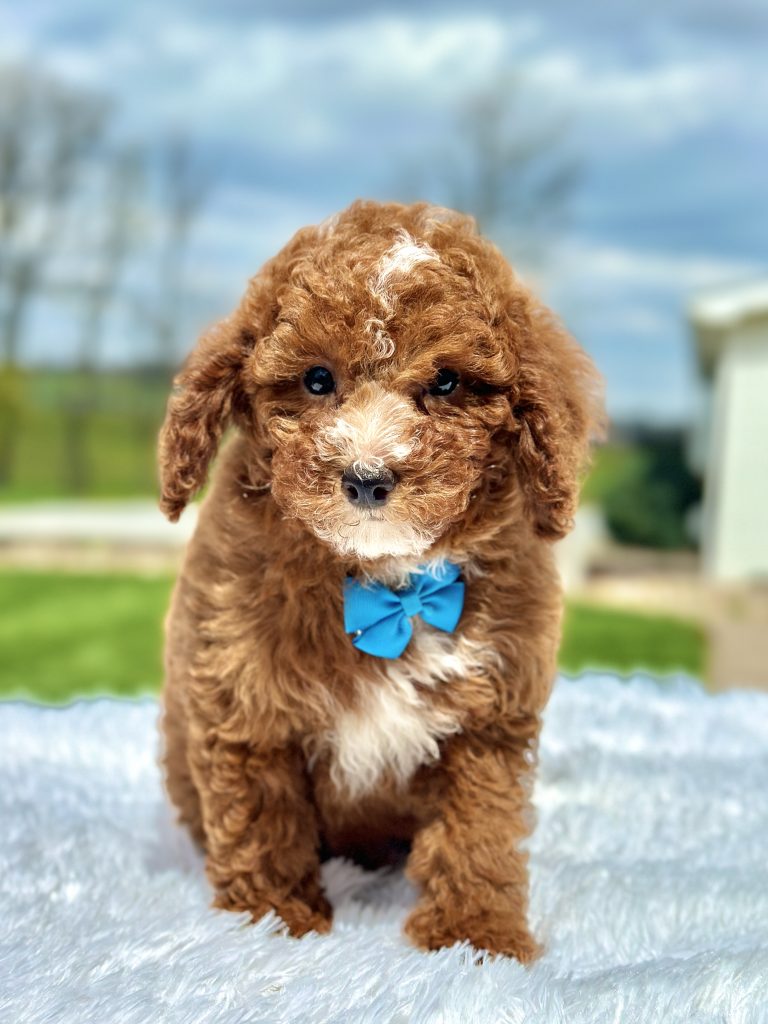 Boy Mav – Maltipoo