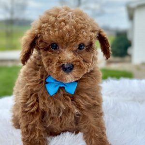 Boy Milo - Maltipoo Puppy