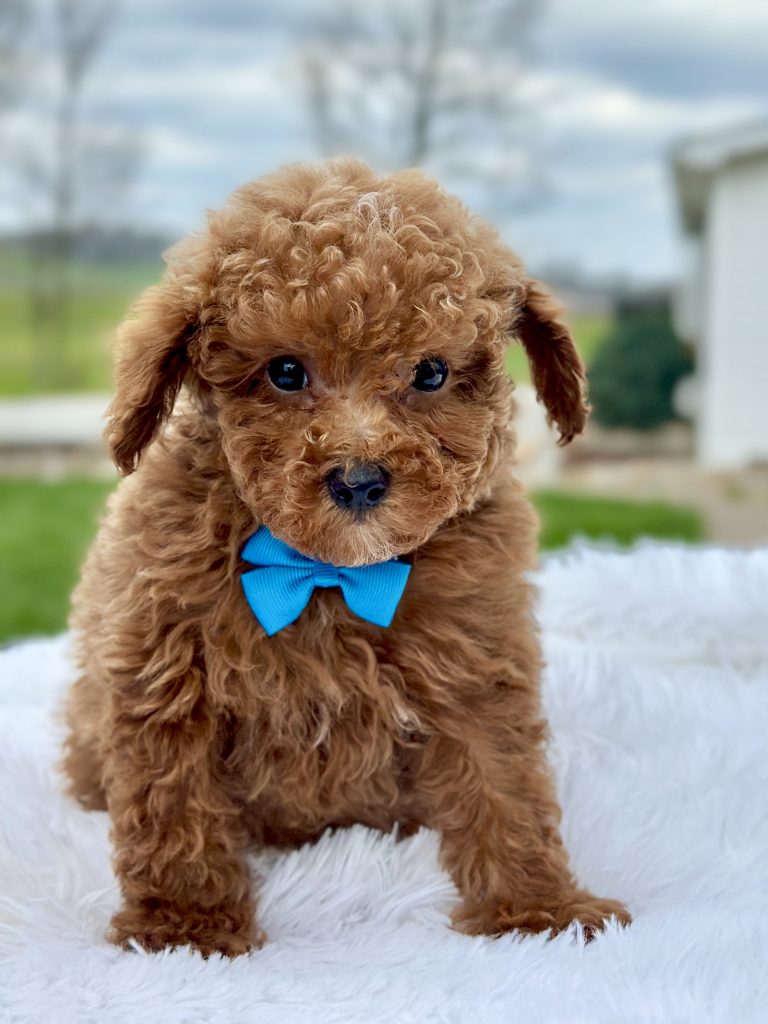 Boy Milo – Maltipoo Puppy