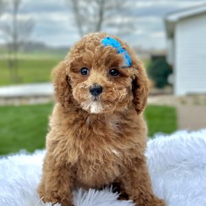Girl Mable - Maltipoo